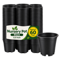 Nursery Used 5.5 Inch Black Nursery Pots – Pack of 60 (MOQ 60)