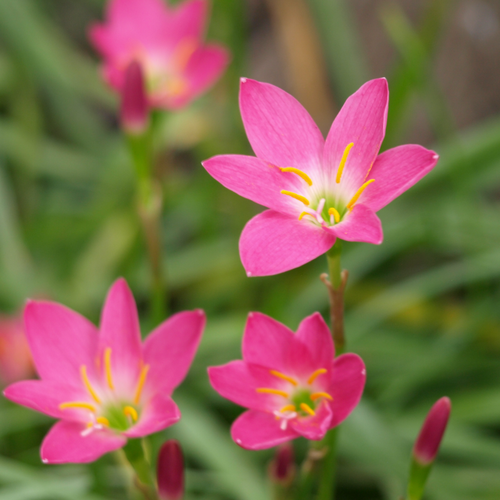 Roots Wave Rosea Pink Rain Lily Bulbs (Pack of 5)