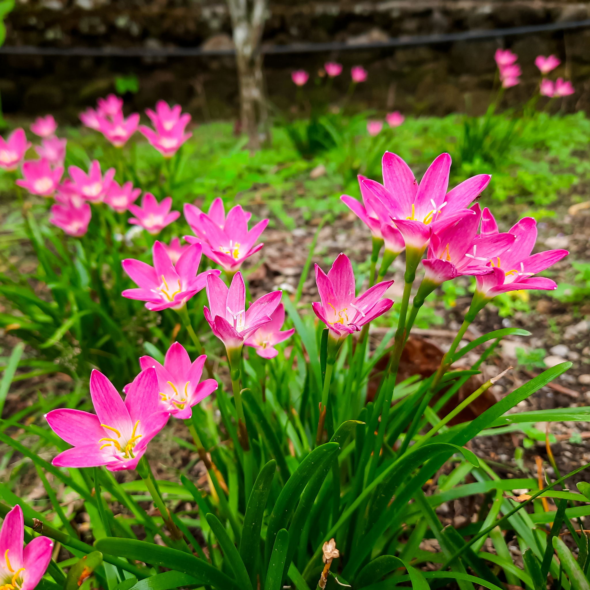 Roots Wave Rosea Pink Rain Lily Bulbs (Pack of 5)