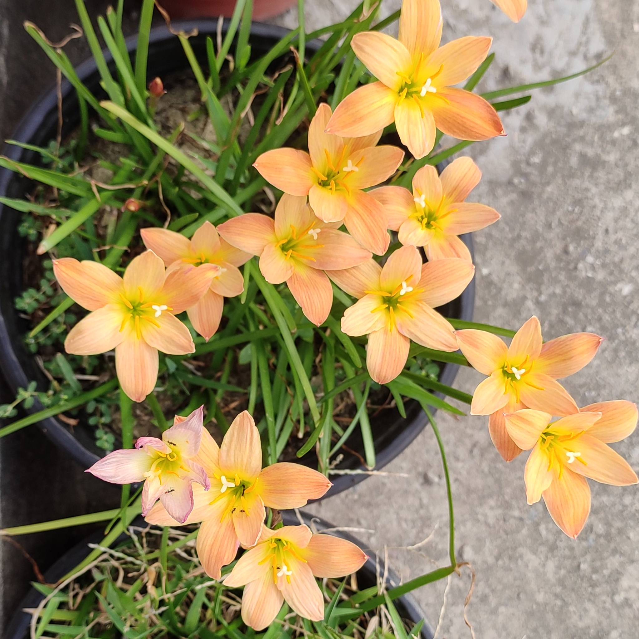 Roots Wave Apricot Rain Lily Bulbs (Pack of 10)