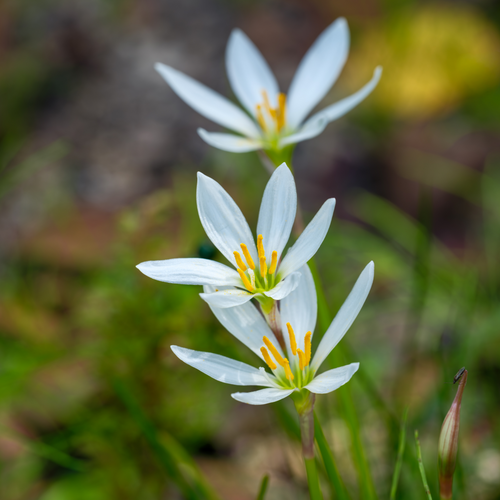 Roots Wave Candida White Rain Lily Bulbs (Pack of 10)