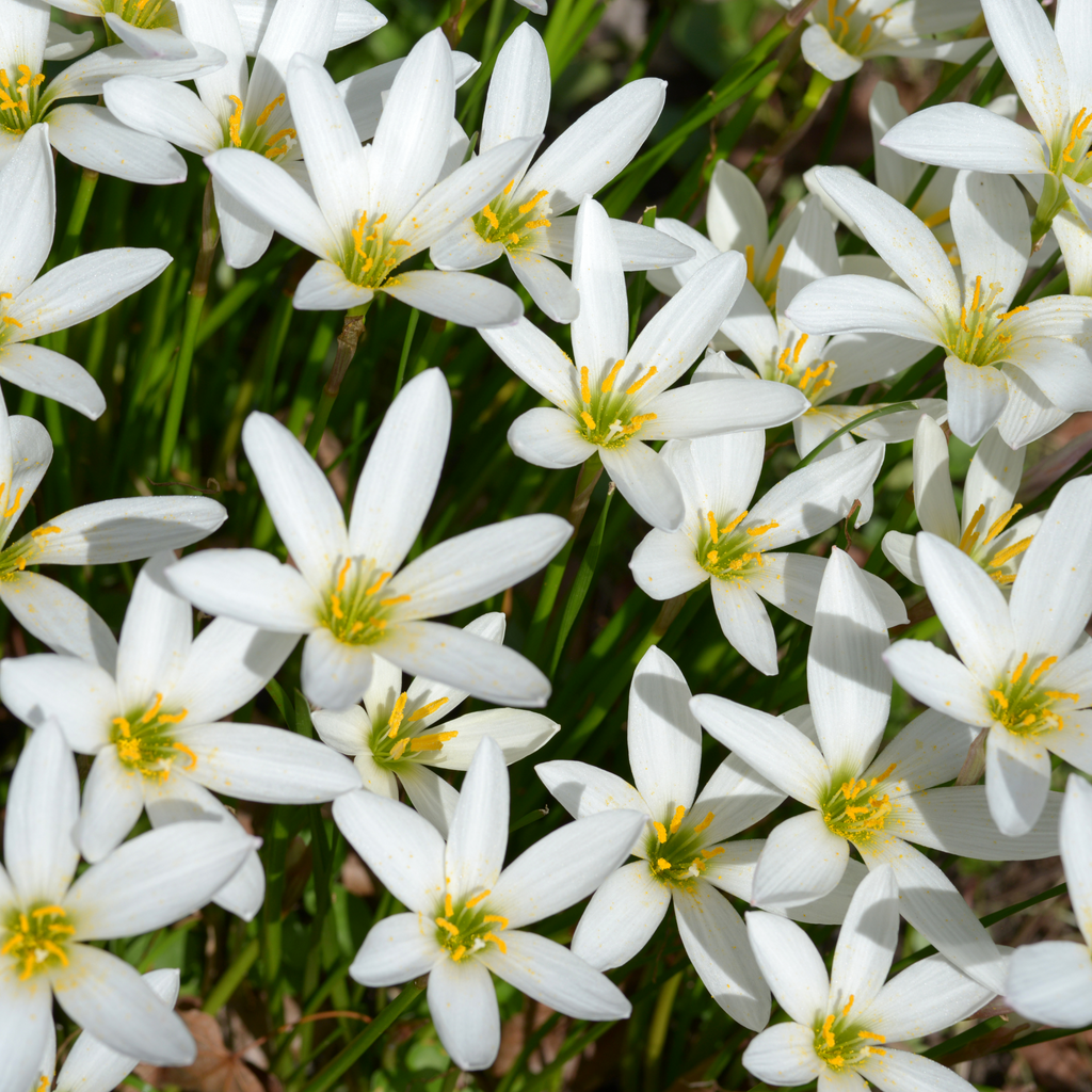 Roots Wave Candida White Rain Lily Bulbs (Pack of 10)