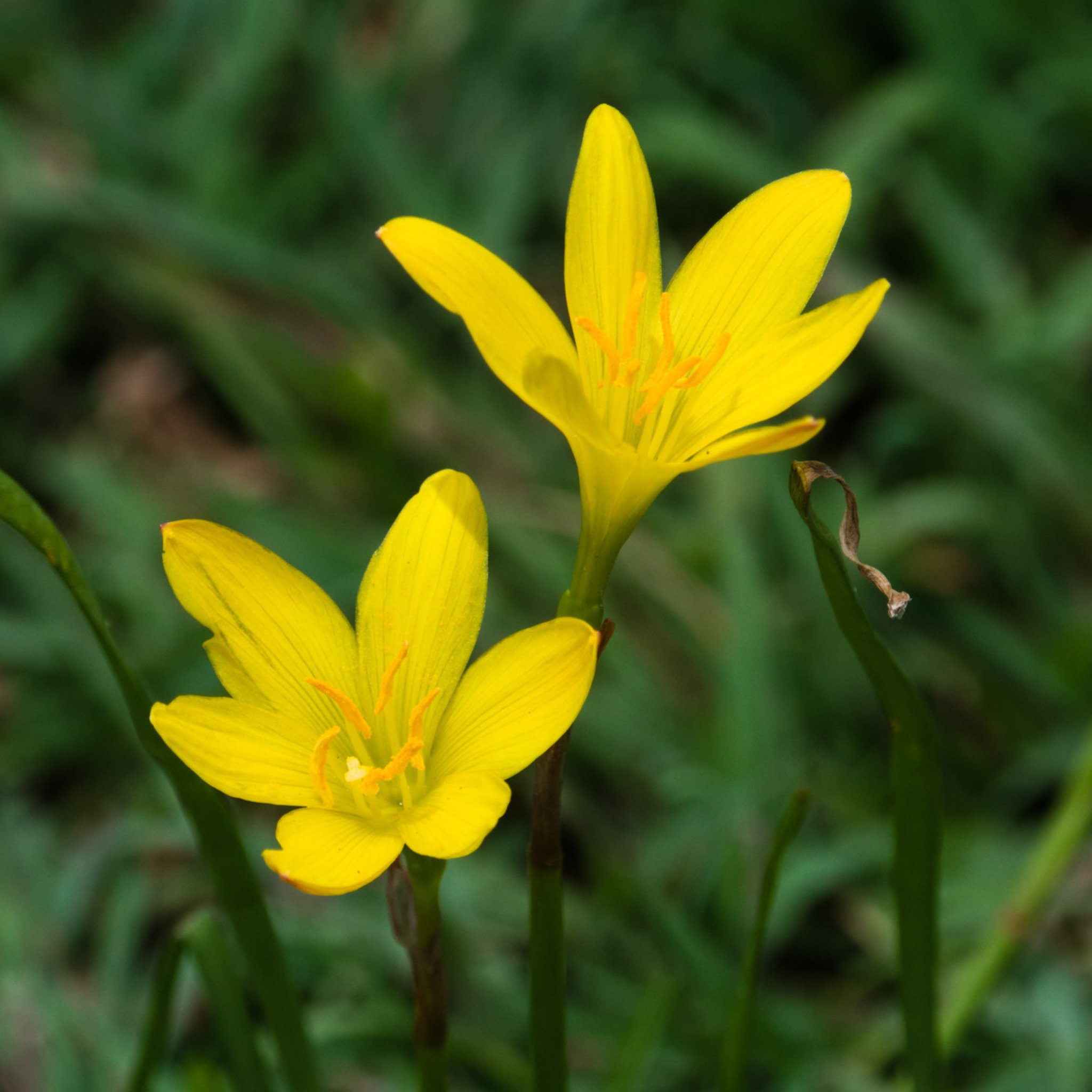 Roots Wave Sulphurea Yellow Rain Lily Bulbs (Pack of 10)