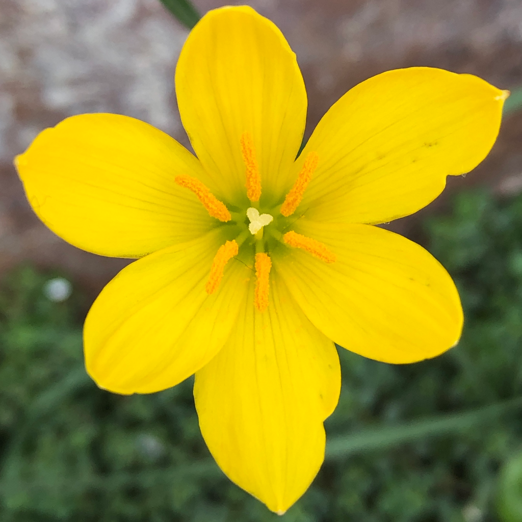 Roots Wave Sulphurea Yellow Rain Lily Bulbs (Pack of 10)