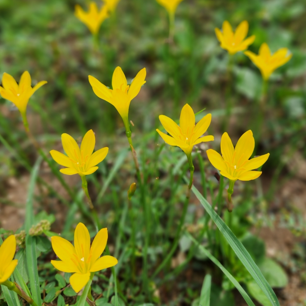 Roots Wave Sulphurea Yellow Rain Lily Bulbs (Pack of 10)