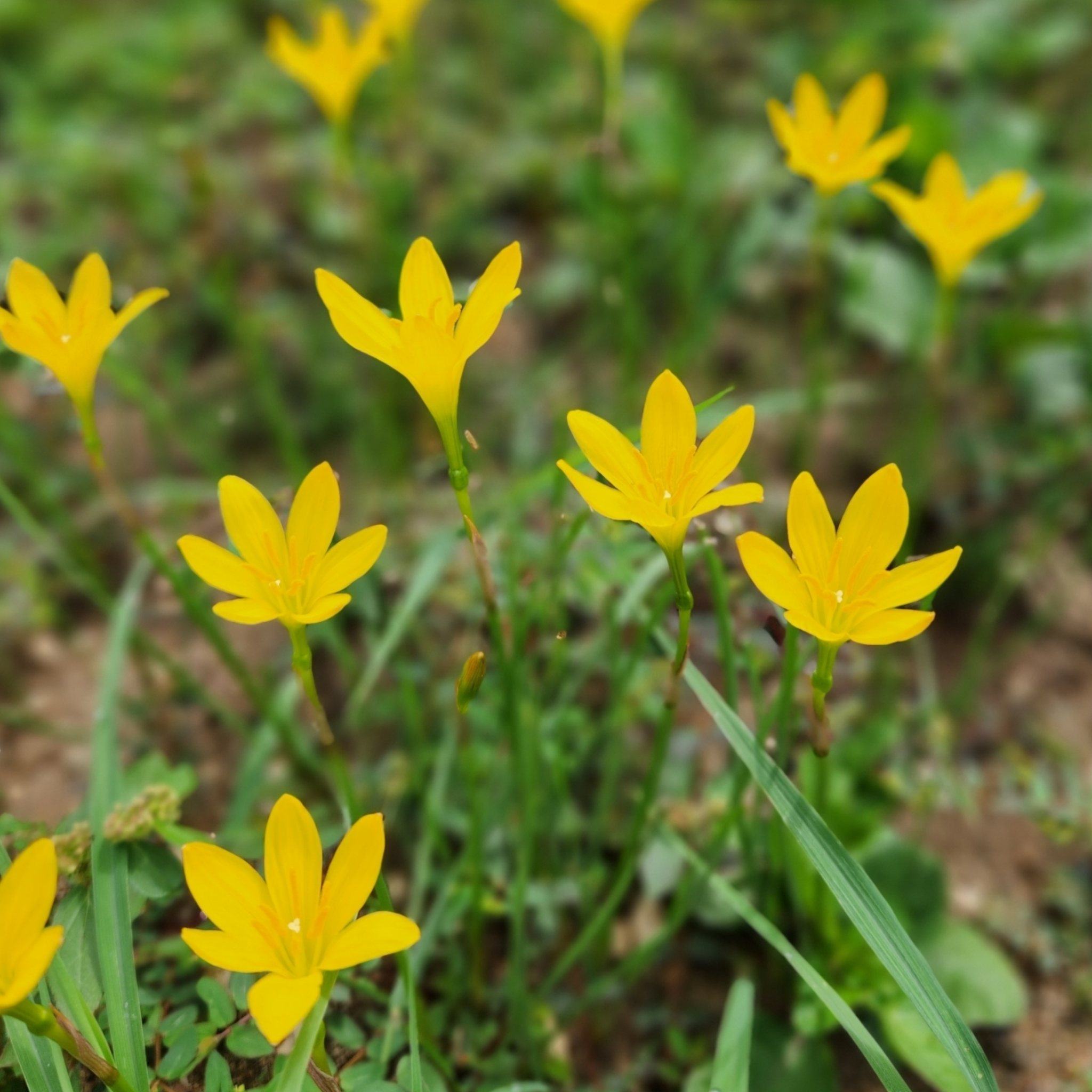 Roots Wave Sulphurea Yellow Rain Lily Bulbs (Pack of 10)