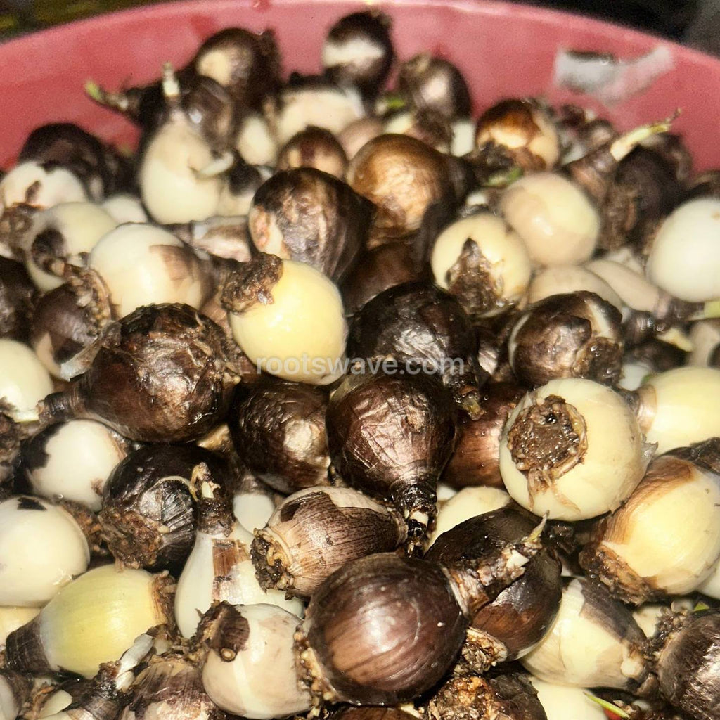 Roots Wave Pink Grandiflora Rain Lily Bulbs (Pack of 10)
