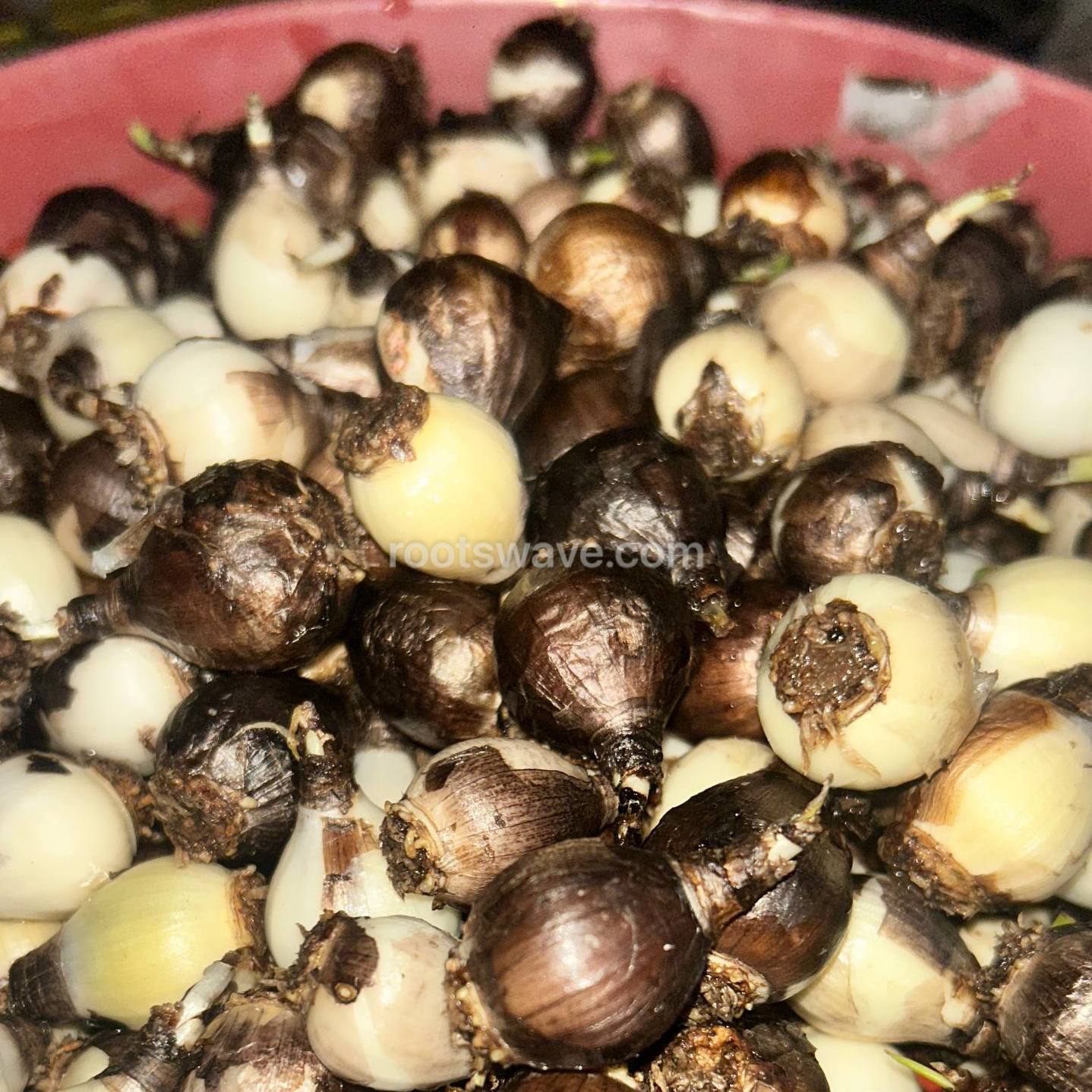 Roots Wave Pink Grandiflora Rain Lily Bulbs (Pack of 10)