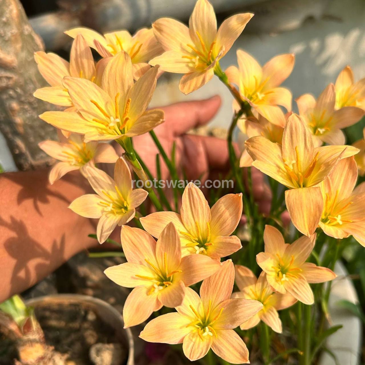 Roots Wave Apricot Rain Lily Bulbs (Pack of 10)