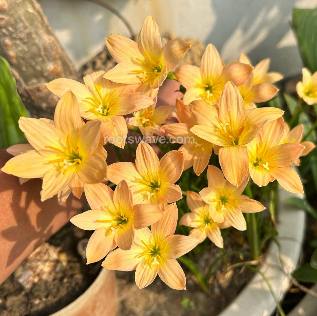 Roots Wave Apricot Rain Lily Bulbs (Pack of 10)