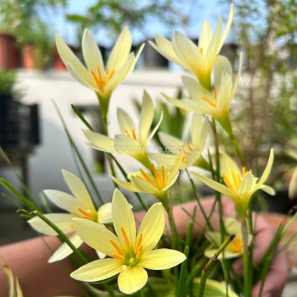 Roots Wave Bangkok Yellow Rain Lily Bulbs (Pack of 10)