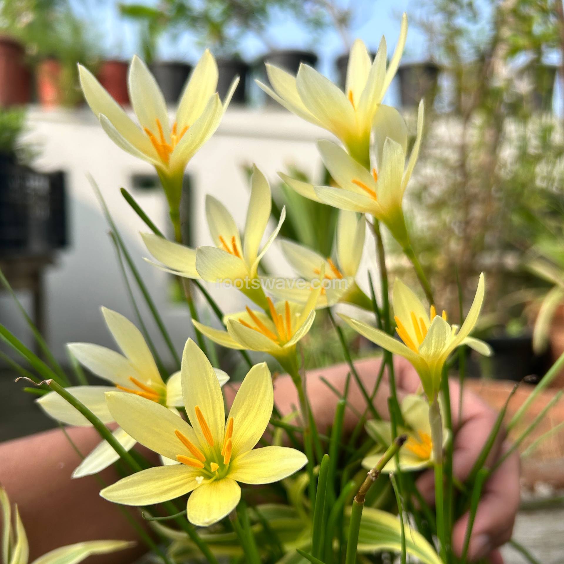 Roots Wave Bangkok Yellow Rain Lily Bulbs (Pack of 10)