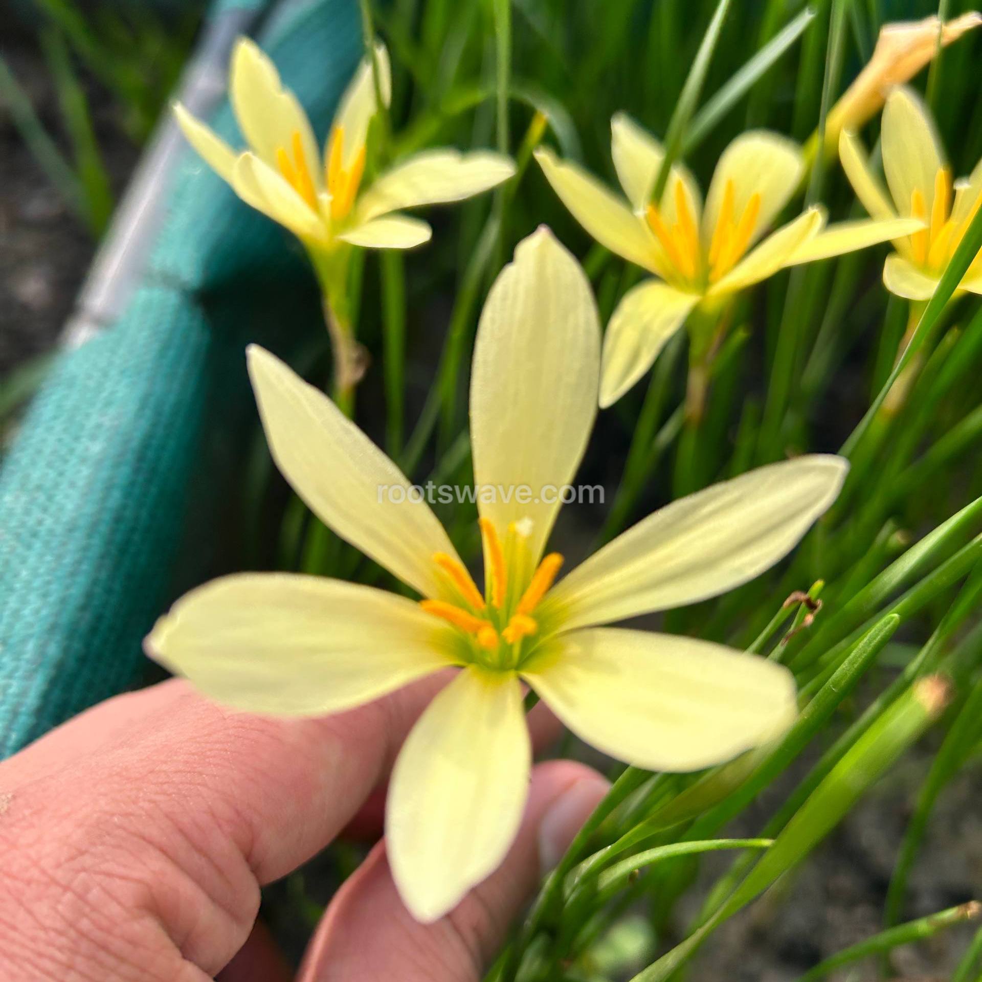 Roots Wave Bangkok Yellow Rain Lily Bulbs (Pack of 10)