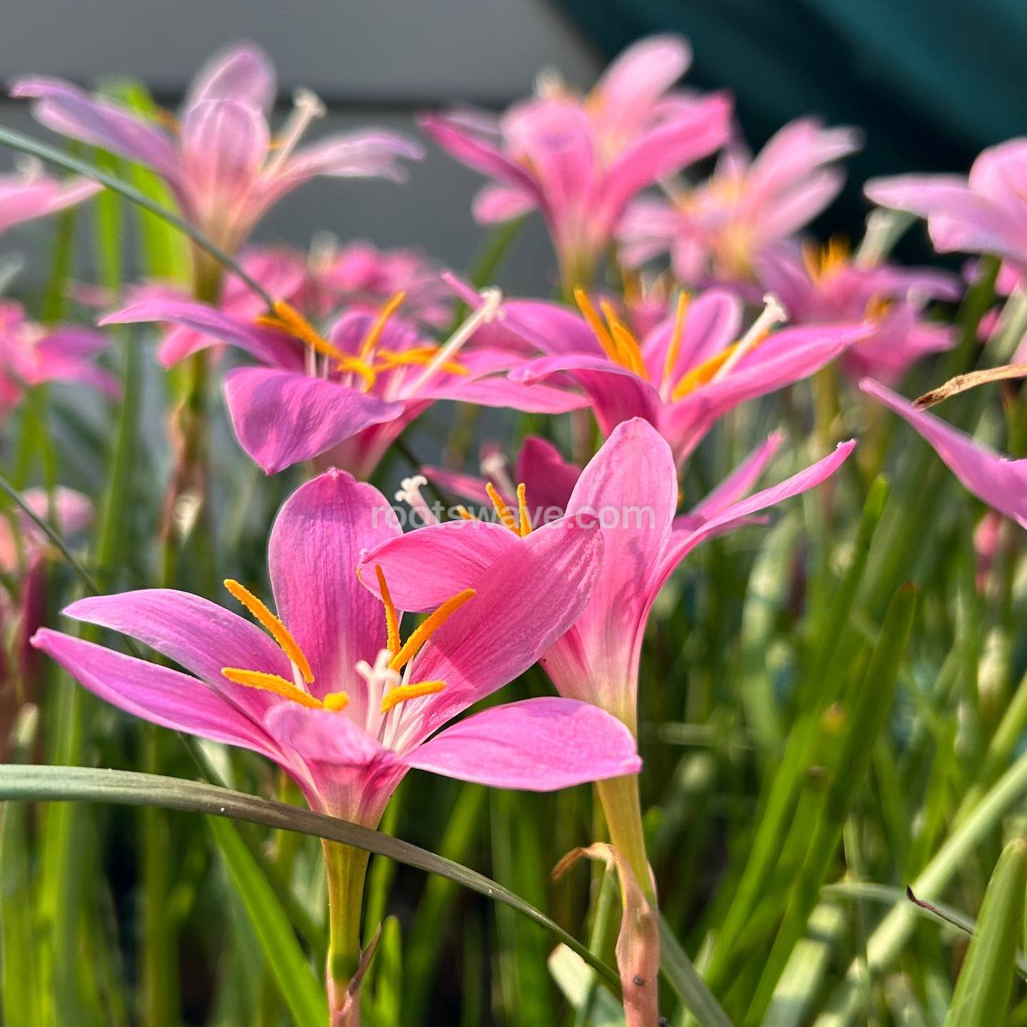 Roots Wave Pink Grandiflora Rain Lily Bulbs (Pack of 10)
