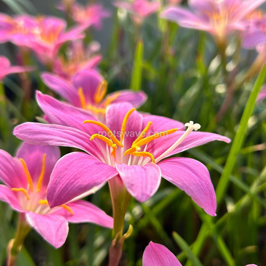 Roots Wave Pink Grandiflora Rain Lily Bulbs (Pack of 10)