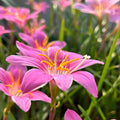 Roots Wave Pink Grandiflora Rain Lily Bulbs (Pack of 10)