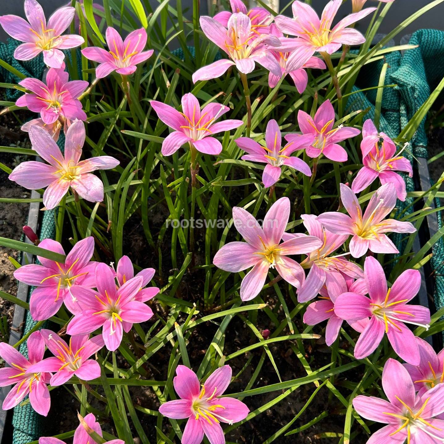 Roots Wave Pink Grandiflora Rain Lily Bulbs (Pack of 10)