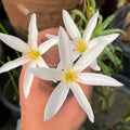 Roots Wave Candida White Rain Lily Bulbs (Pack of 10)