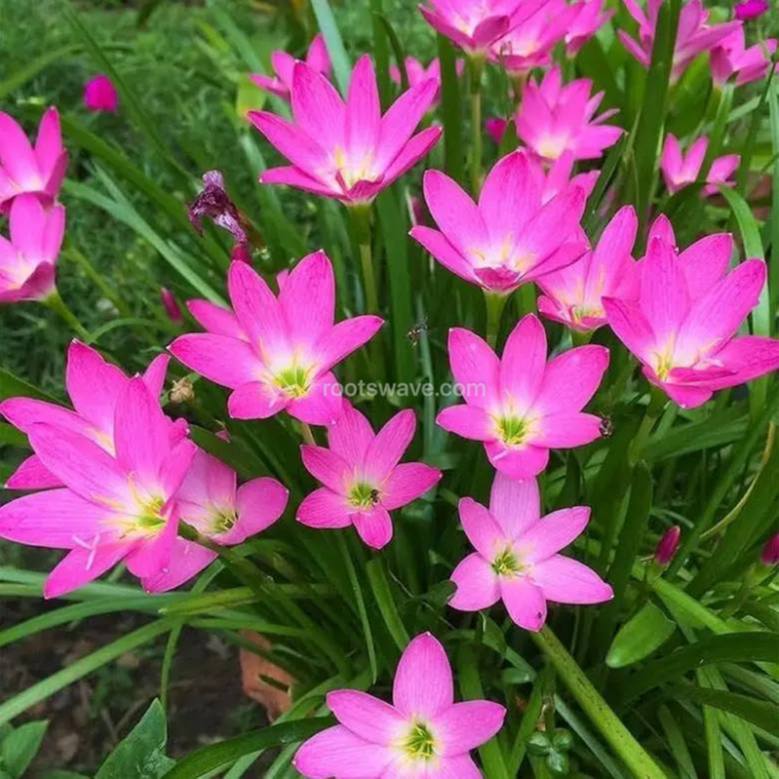 Roots Wave Rosea Pink Rain Lily Bulbs (Pack of 5)